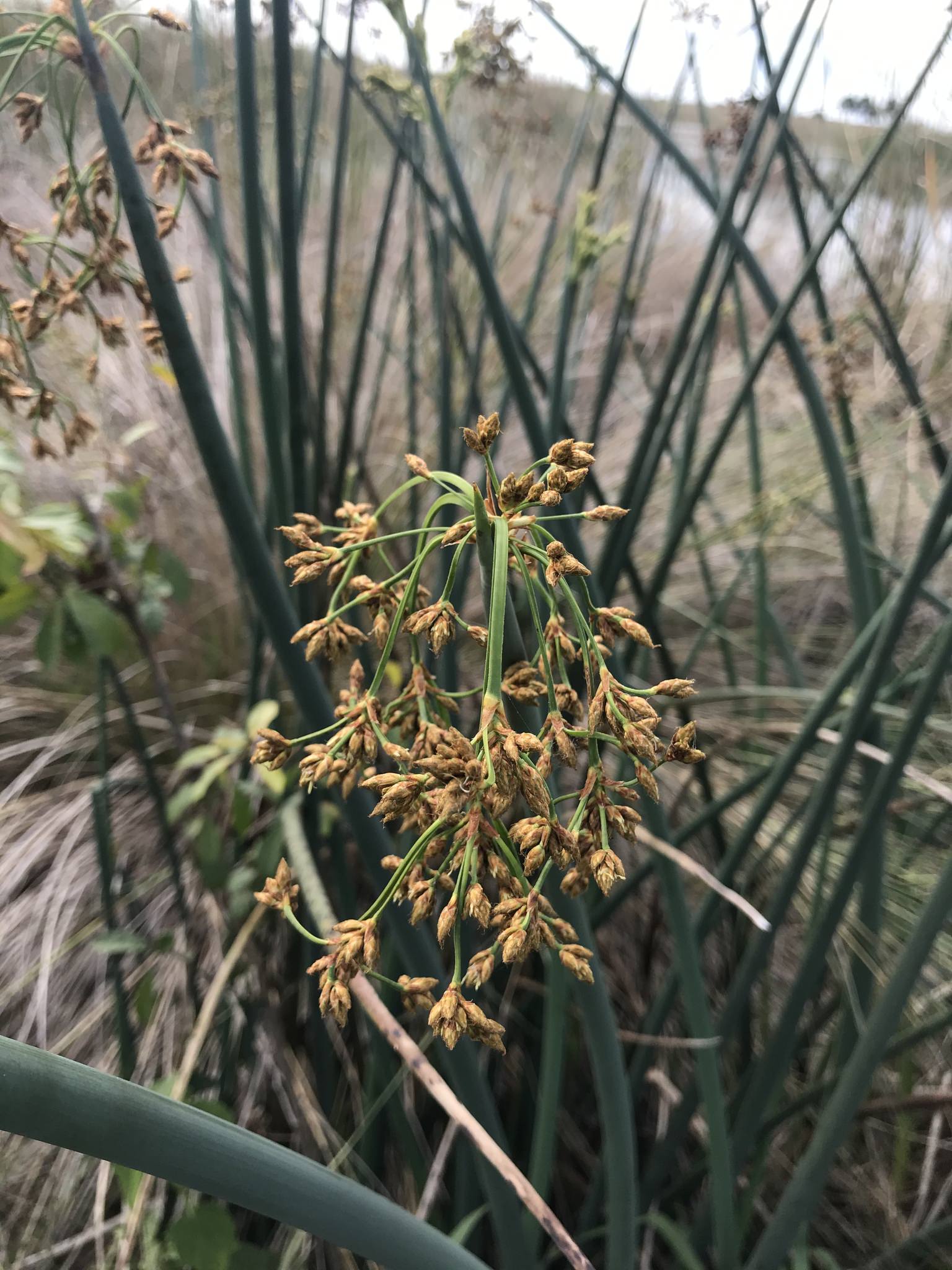 Schoenoplectus californicus